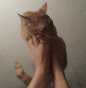 猫咪为什么对臭鞋、臭袜子那么感兴趣呢，这是重口味吗？