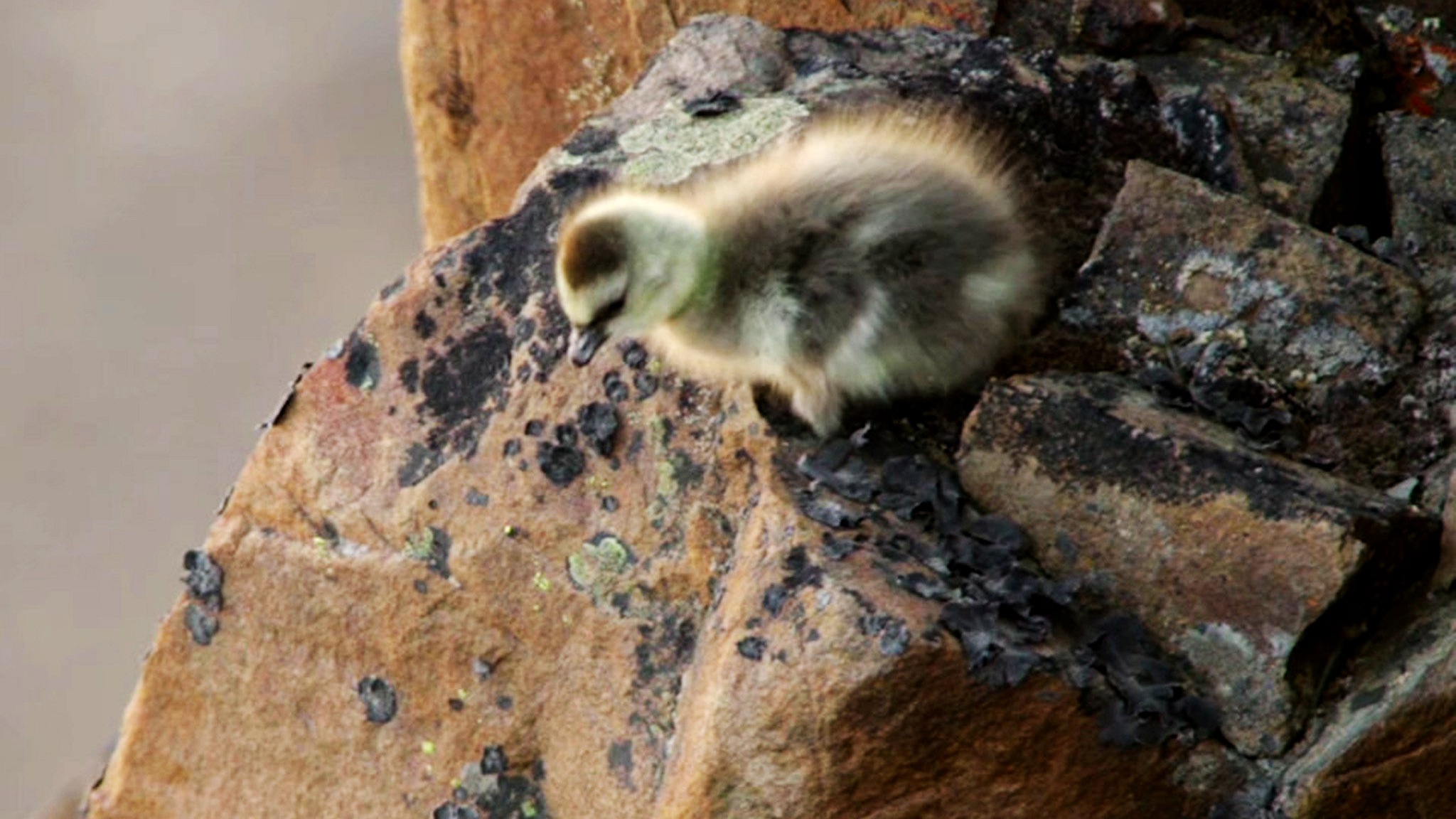 雨燕最快飞行速度,每天飞行4000公里