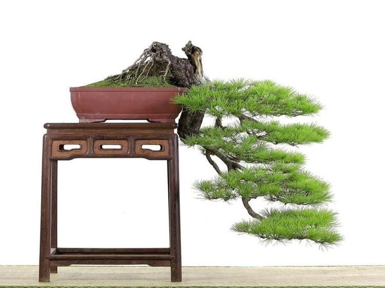 玩盆景看懂这8幅图,迎客松盆景和悬崖盆景哪个好看