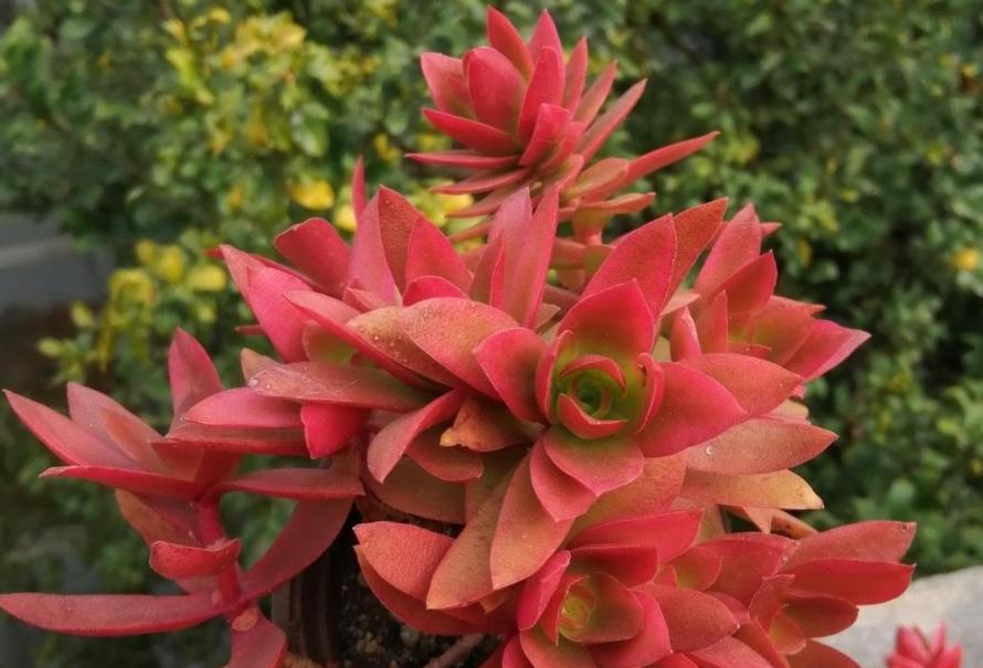 多肉火祭怎么养叶子圆润,多肉火祭叶片干瘪厉害