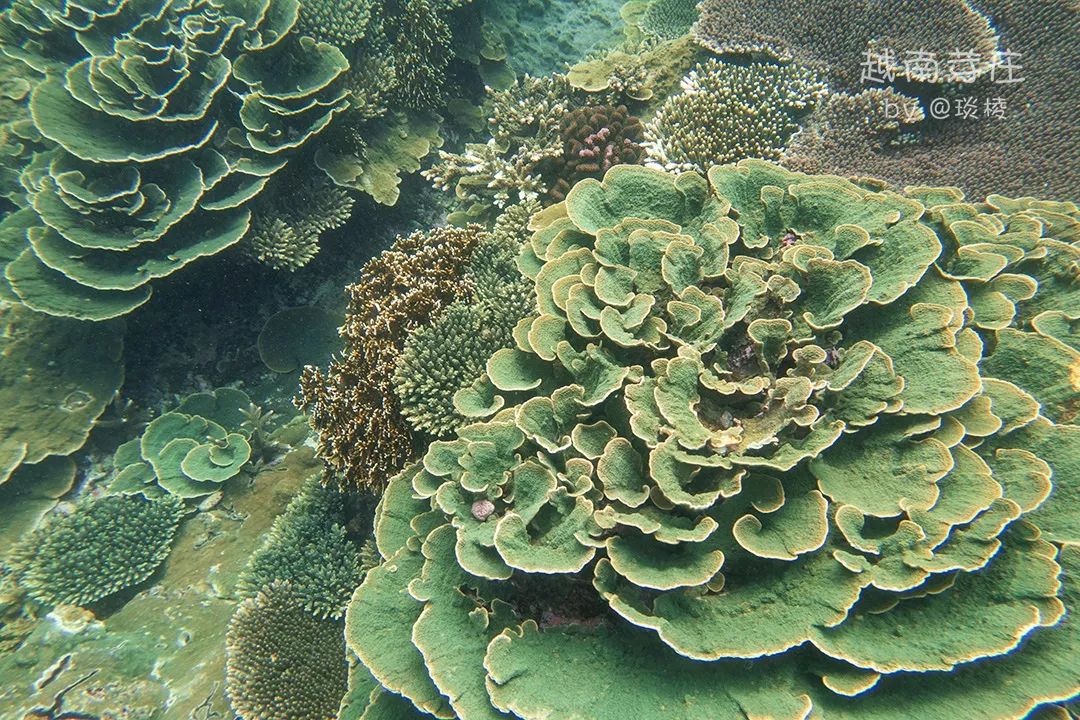 中国可浮潜的海湾,世界最美且可以浮潜十大海滩