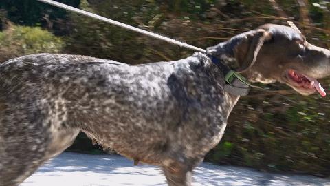 用鹰捕猎,用老鹰捕猎