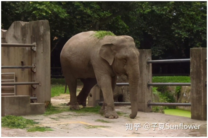 来上海动物园游玩,上海哪个动物园更值得去