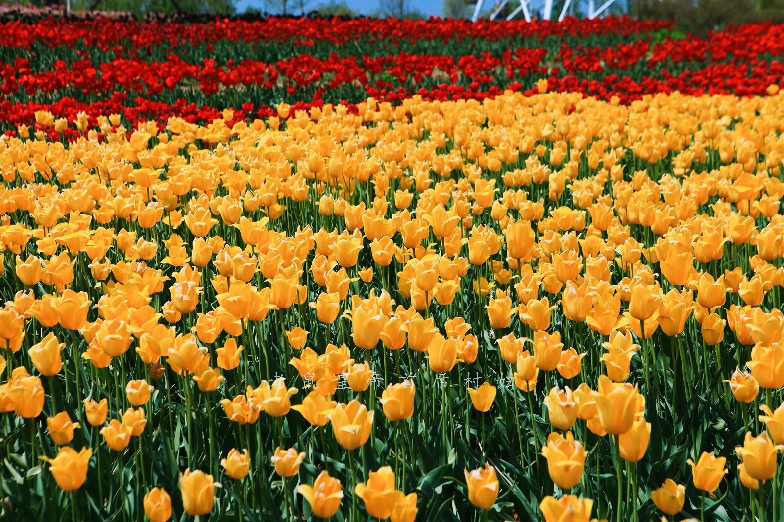 荷兰的郁金香为什么被称为国花,郁金香在荷兰有多高贵