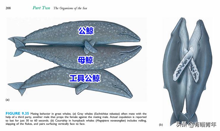 12个动物啪啪啪知识，最后一个想笑死谁？