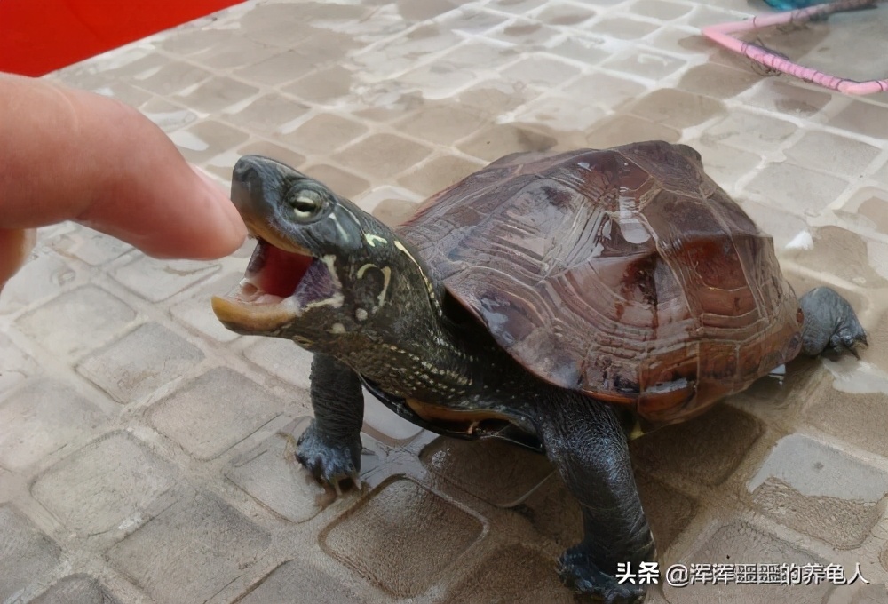 乌龟感冒了怎么治疗好得快,乌龟得了感冒的最佳治疗方法