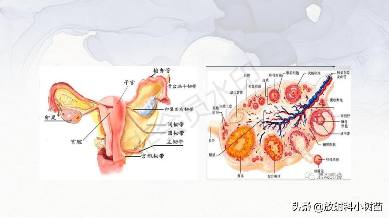 女性盆腔mri解剖图谱,泌尿生殖系统x线解剖