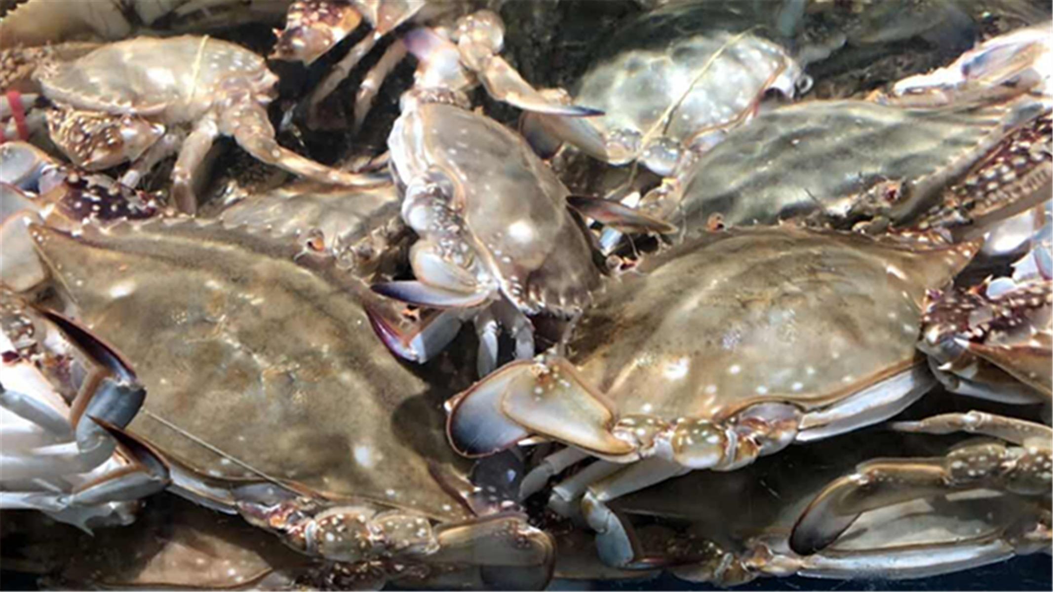 螃蟹怎么放冰箱保存最新,螃蟹怎么放冰箱保存好一点