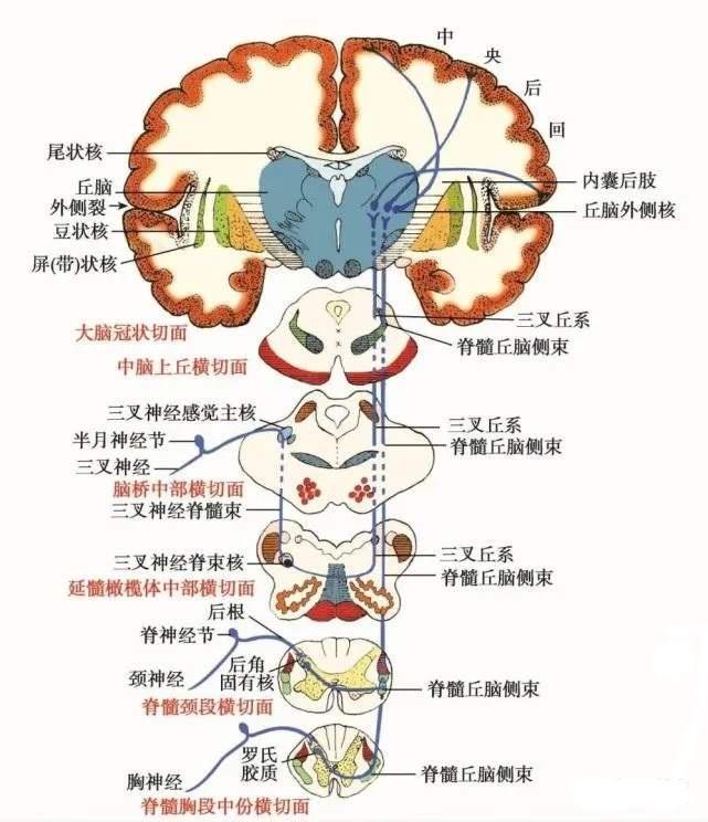宣医科普|明明截肢了,为什么还感觉疼?