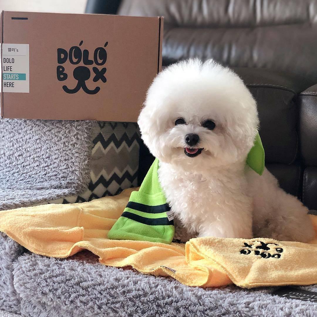 这6种狗很危险,这6种比熊犬不能买再喜欢也不行