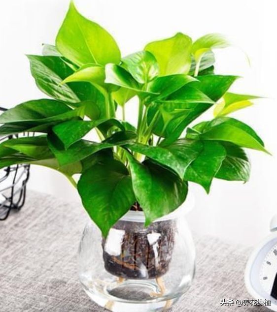 室内水养绿萝怎么养才能更旺盛,水养绿萝的养殖方法及注意事项