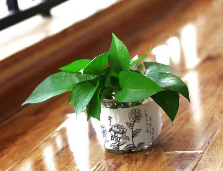 绿萝叶子发黄是什么原因怎么处理,绿萝叶子发黄有什么补救的方法