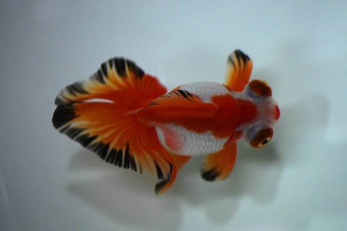 哪个品种的金鱼最漂亮最好看,传统金鱼国粹金鱼