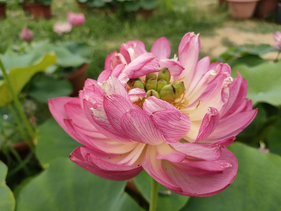 因过竹院逢僧话偷得浮生半日闲,偷得浮生半日闲下一句什么意思