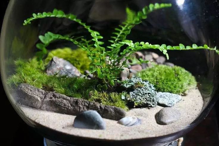 养植物养不活怎么回事,养植物养不活怎么照顾都没用