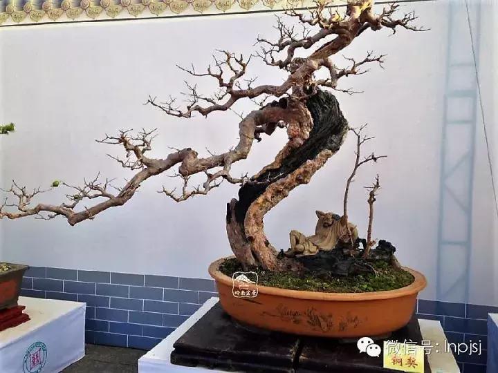 苍劲古朴挺拔有力的老桩盆景欣赏,老态龙钟盆景作品欣赏