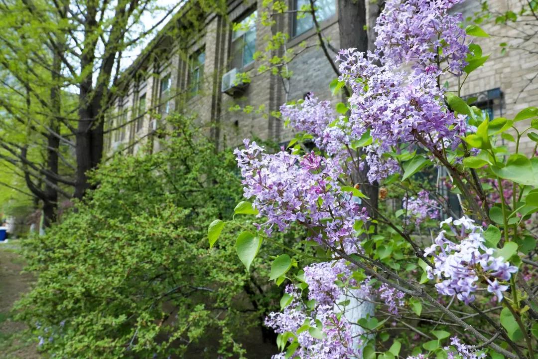 辽宁大学和鲁迅美术学院,辽宁省鲁迅美术学院是985吗