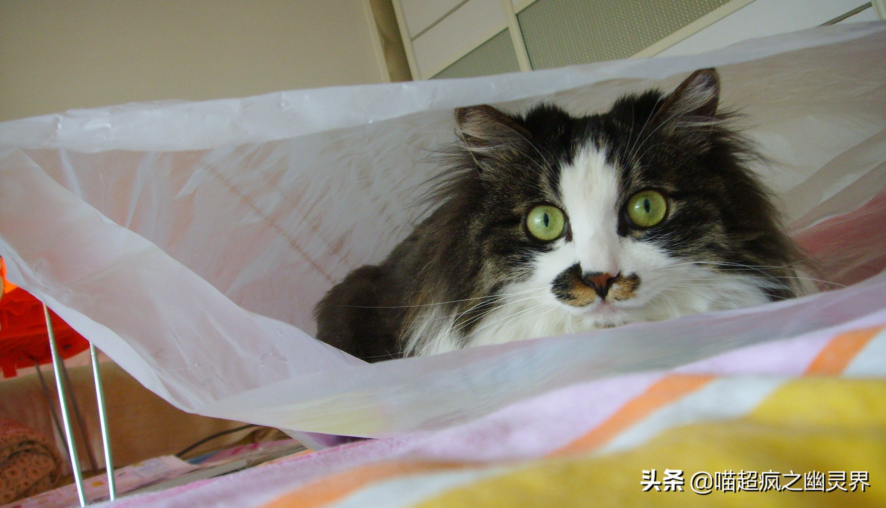 10岁的铲屎官和1岁的猫主子的日常,猫娃子的铲屎官