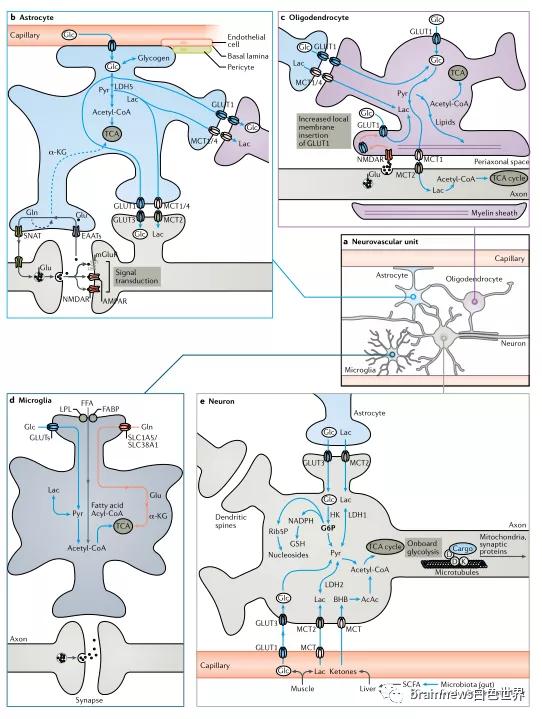 神经退行性疾病脑铁沉积治疗方案,神经退行性疾病吃什么药最见效