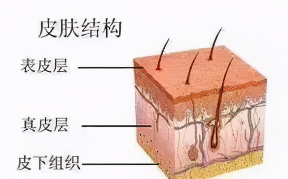 whoo后天气丹精华三件套直播,whoo后天气丹花献美白精华