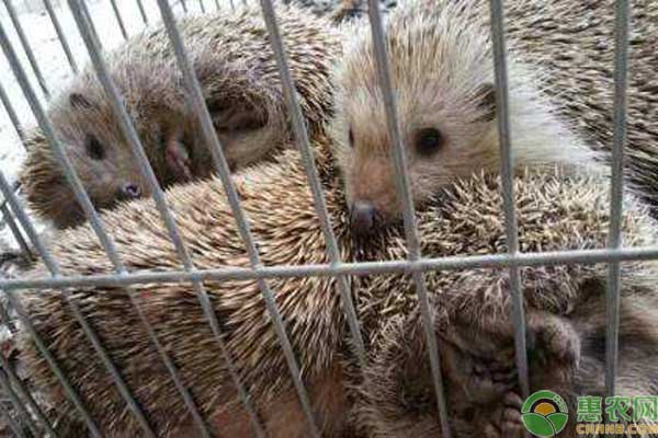 低成本养殖业什么最赚钱农村,在农村养殖什么赚钱快成本低点