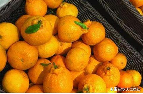 即将上市的网红水果品种,最近火爆的网红水果