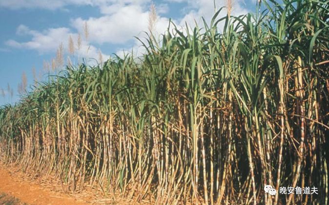 巴西国宝鸡尾酒——卡琵莉亚（Caipirinha）