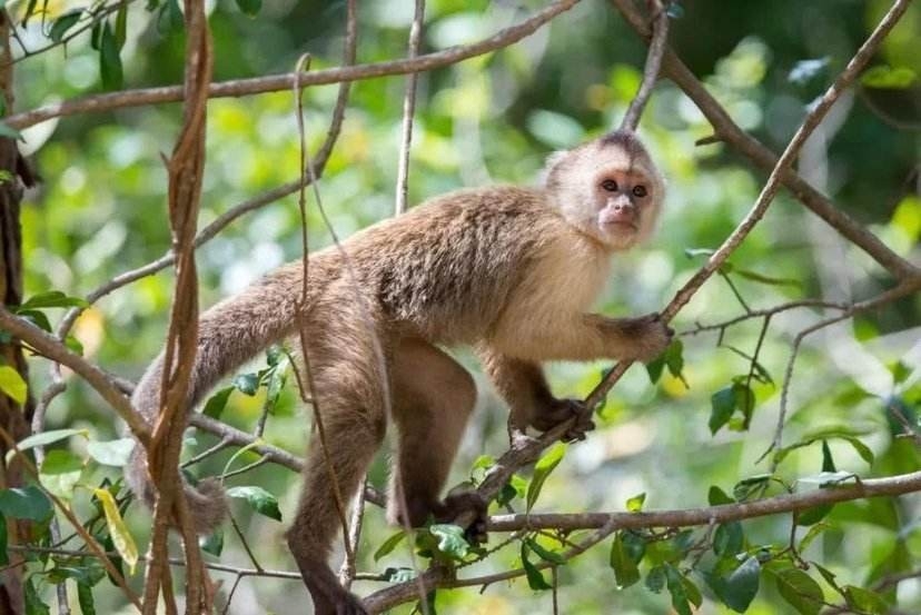 山海经都有哪些动物被证实存在,如果山海经的异兽真的存在