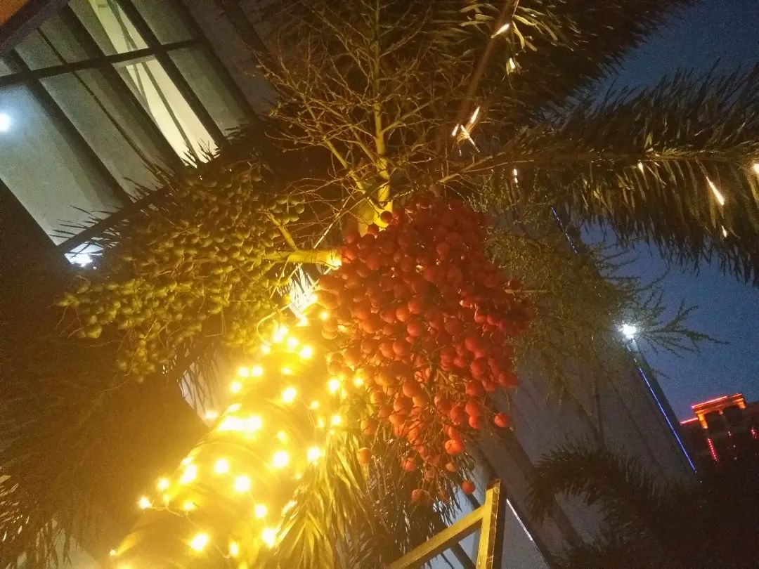 钦州像茶果一样的野果,广西的树结的果子可以吃