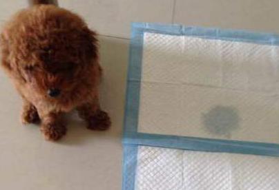 怎么样训练泰迪犬定点大小便,怎么引导泰迪狗狗定点大小便