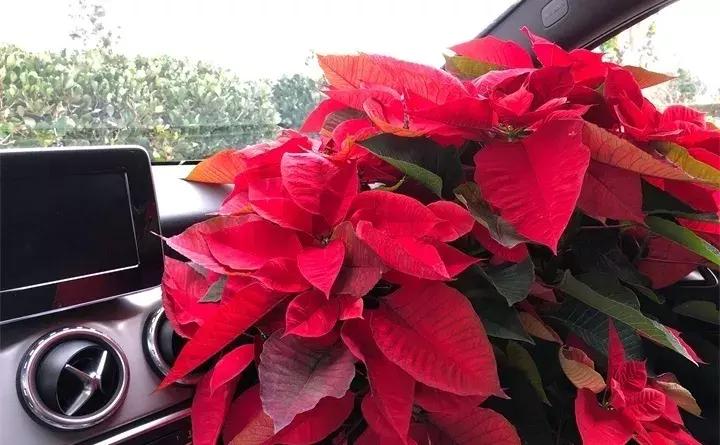 常见植物大全视频,常见的木本植物有哪些