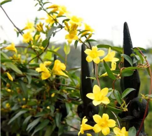 法国香水茉莉叶子黄了怎么处理,法国香水茉莉叶片发黄