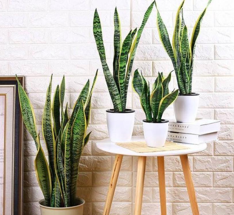 什么花除甲醛和异味,什么花可以净化空气吸收甲醛