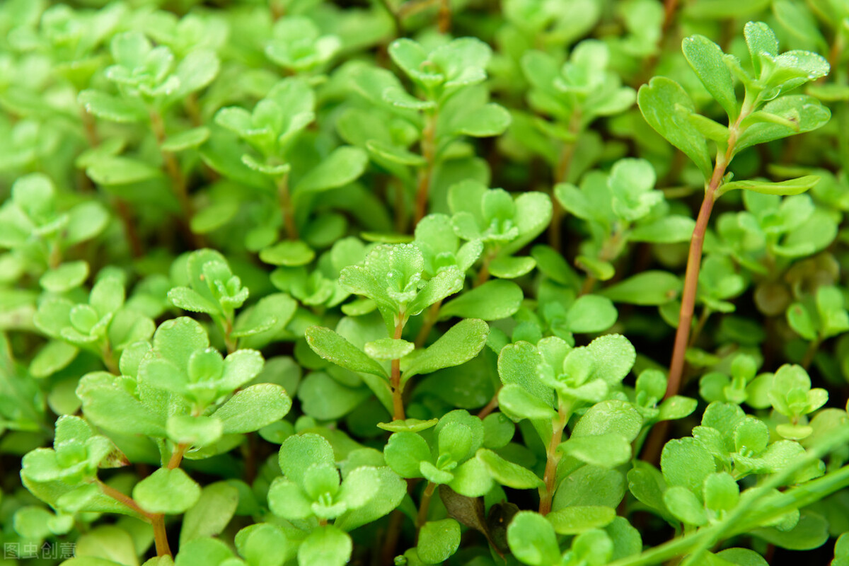 一味中药——垂盆草，既可治疱疹，又可治肝炎，建议收藏