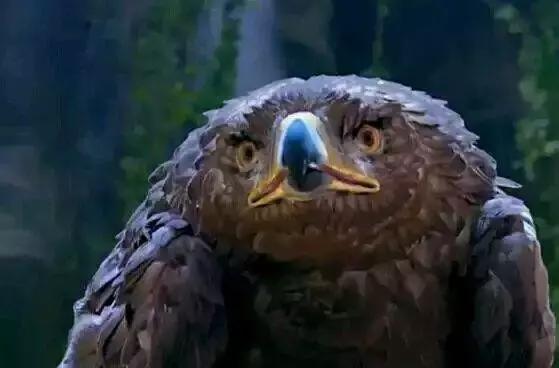 为抢救新版小龙女，这届网友真skr操碎了心