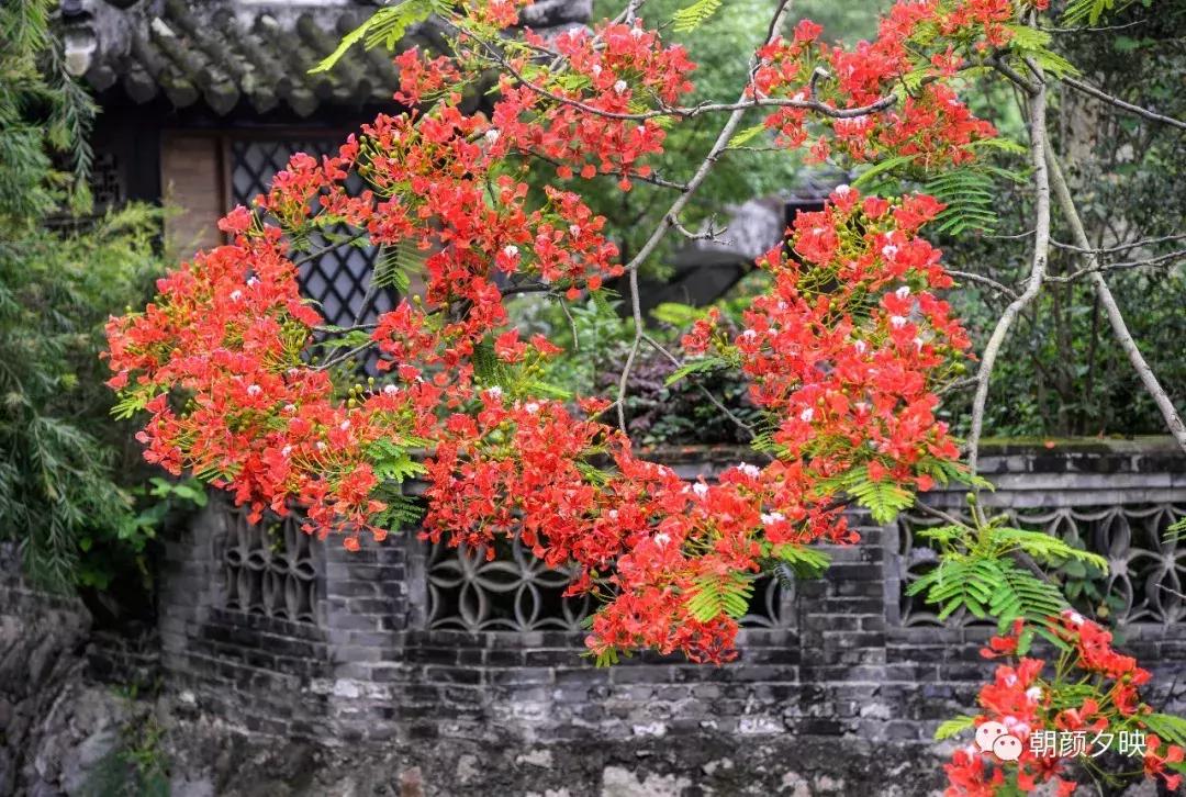 凤凰浴火时,盛夏晚晴天