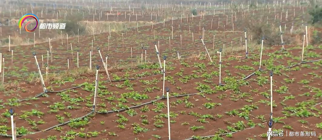 马铃薯金豆豆,马铃薯花开富贵