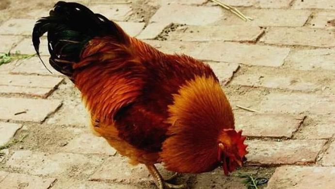 五毒之一的蜈蚣为什么不毒死公鸡,五毒中的蜈蚣为什么毒不死公鸡