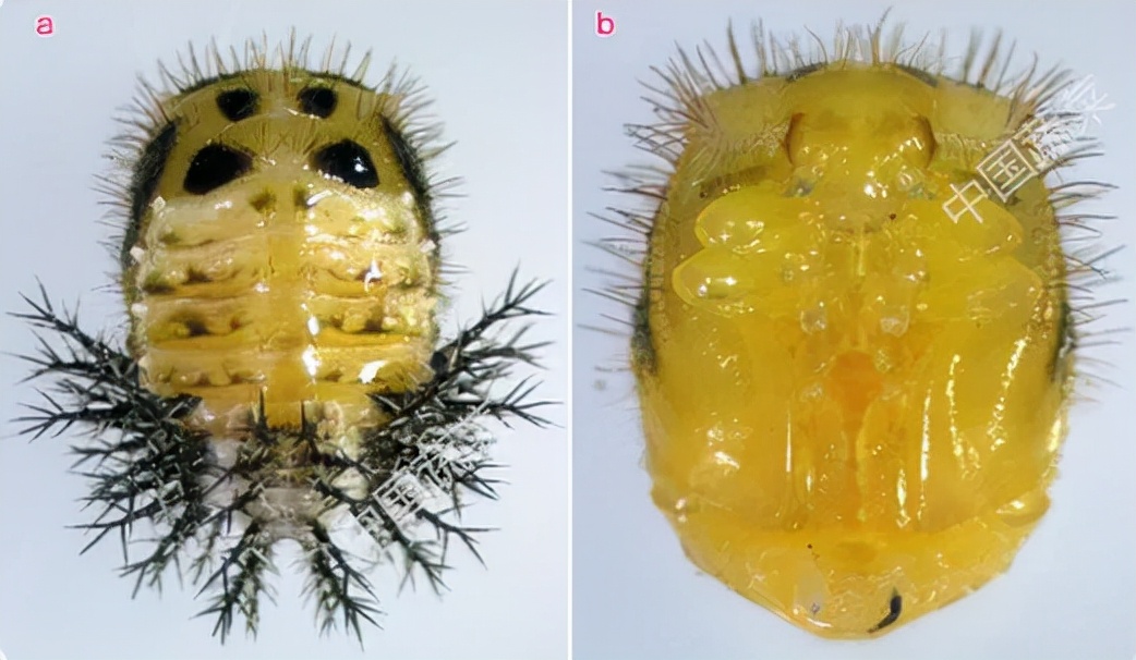 马铃薯瓢虫特点,马铃薯瓢虫吃土豆吗