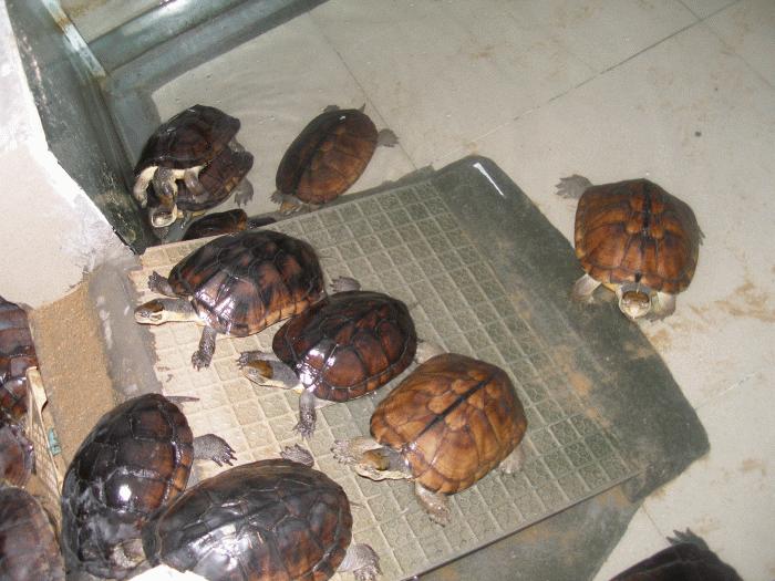 石龟市场为何崩盘,石龟市场今年会崩盘吗