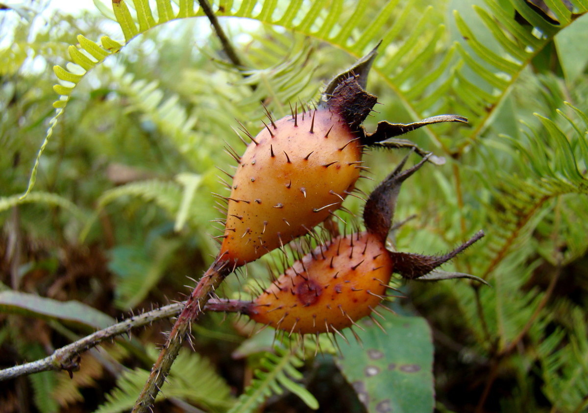 干金樱子能卖多少钱一斤,干金樱子市场价格