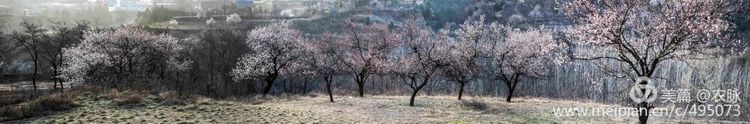 河南灵宝百年古杏林花开遍山野,灵宝北沟古杏林图片