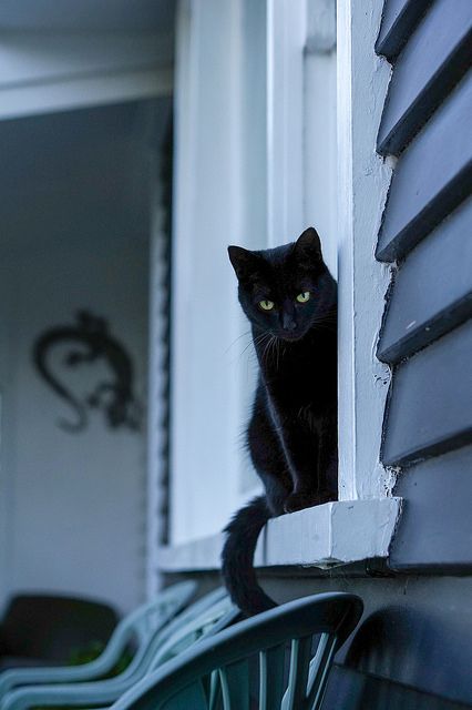 中华田园猫黑猫绿眼,中国田园猫咪黑猫