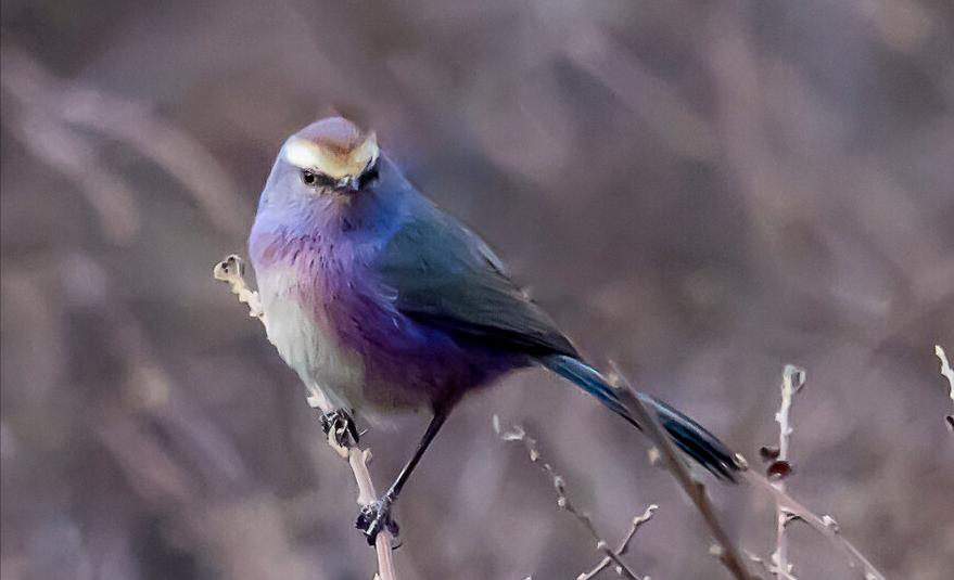 东江揽胜,惠州淡水常见鸟类图谱