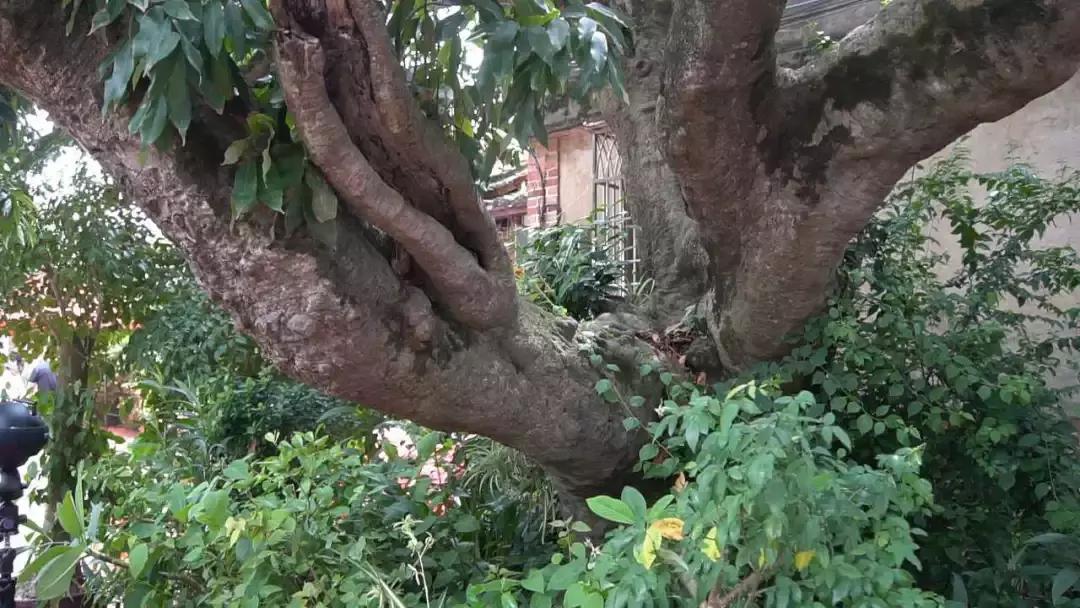 直击莆田荔枝采摘现场,莆田荔枝现摘