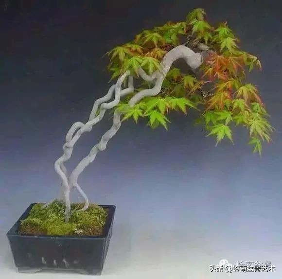 以根代杆下细上粗式盆景图片,十种适合吊着养的盆景