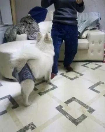 狗狗生理期突然来袭,铲屎官动手DIY,真是不给汪留一点情面