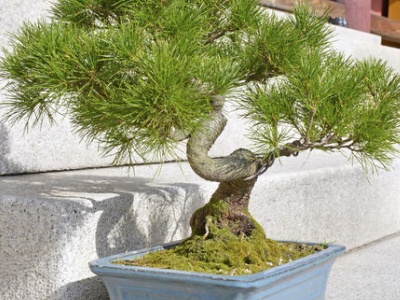 新买的松树可以直接上盆吗,松树盆景上盆后需要遮阳吗