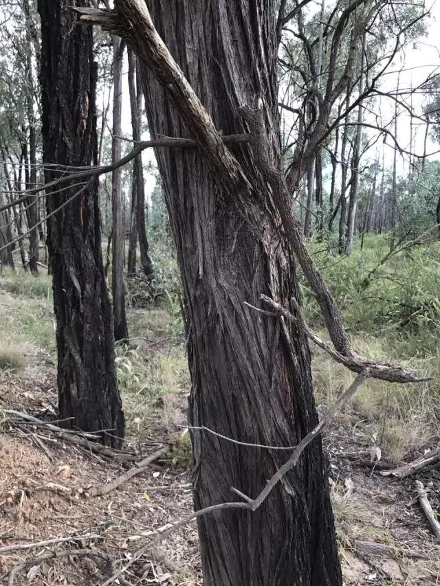 科普实木家具,科普木材