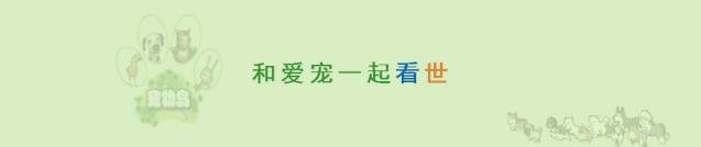 带着狗子旅行推荐,带着狗狗游新疆